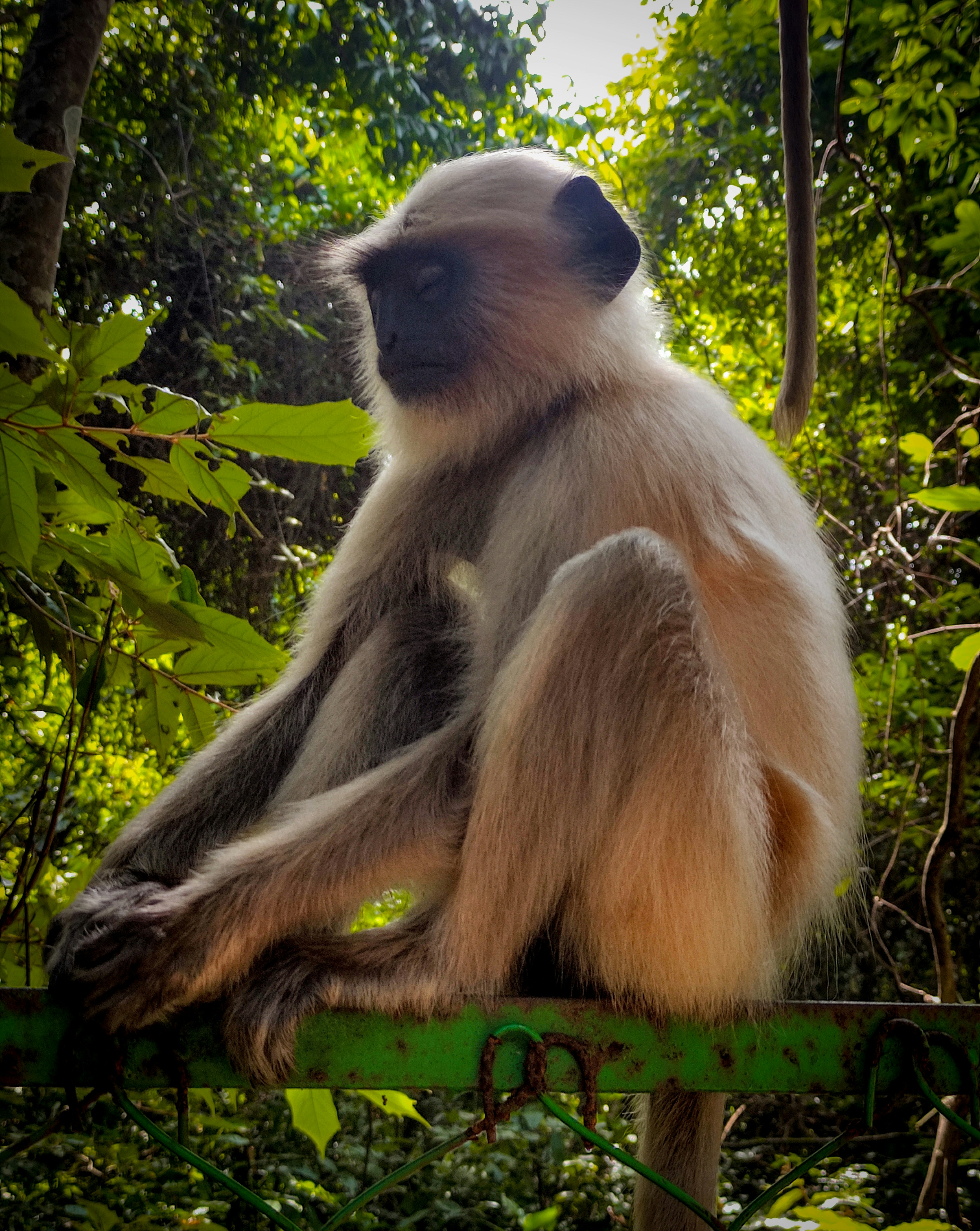 un perezoso sentado en la rama de un árbol