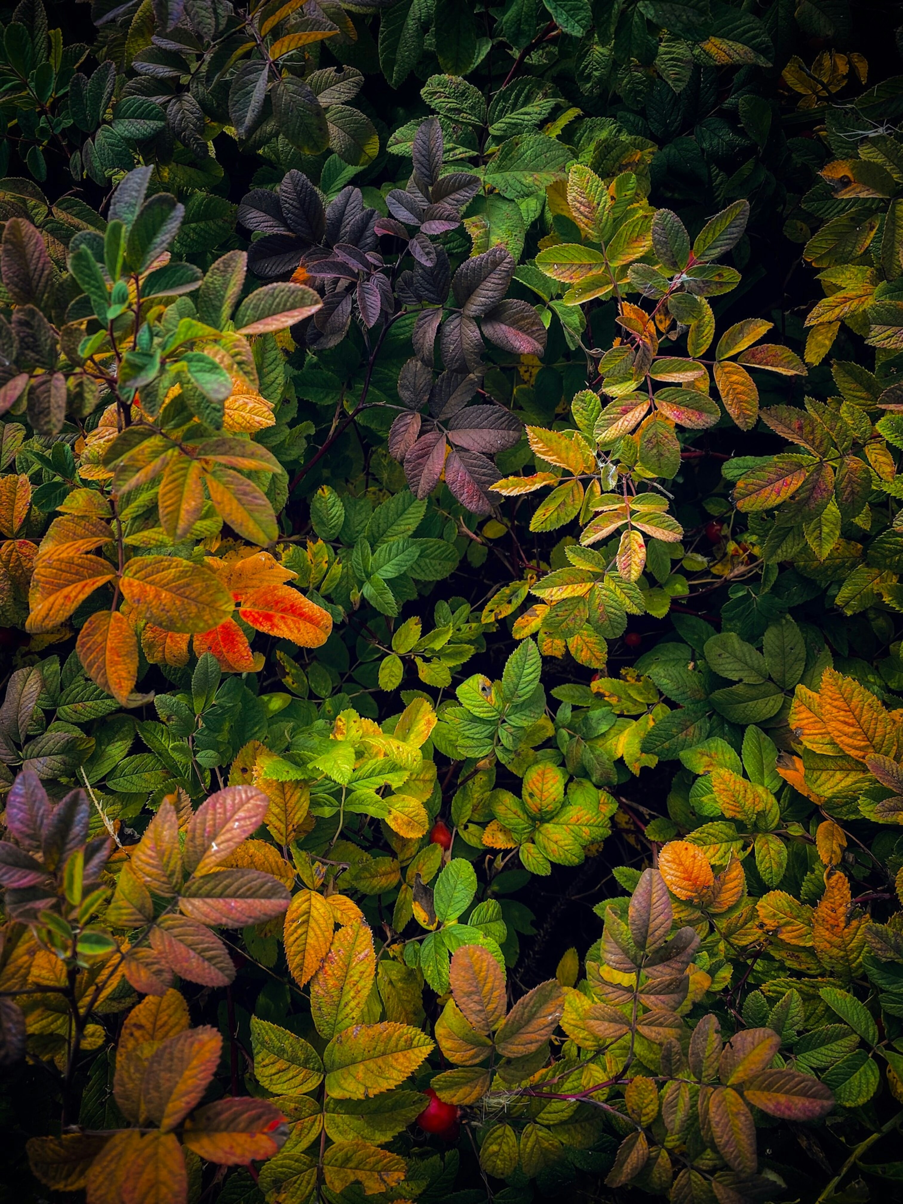 Photo by eugene_golovesov