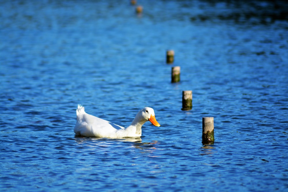 Eine weiße Ente, die im Wasser schwimmt