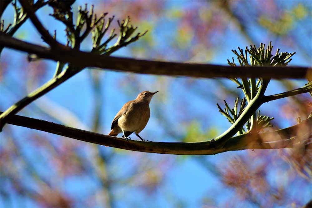 a bird sitting on a branch