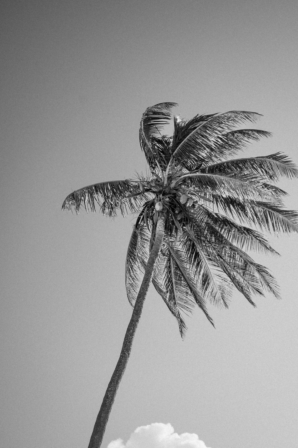 a palm tree with a cloudy sky