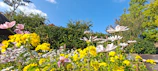 Colorful edible flowers blooming in neat garden beds under a clear sky.