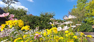 A vibrant flower garden in Kupiškis district with colorful blossoms under a bright sky.