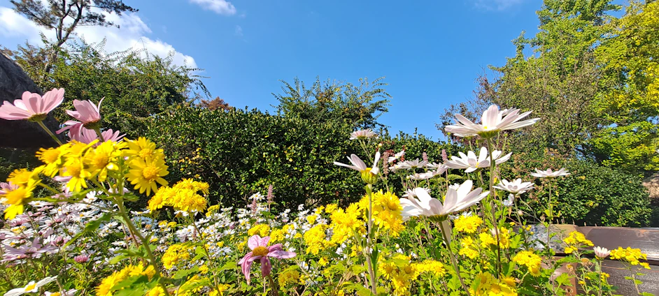A vibrant garden with blooming flowers and lush greenery under a clear blue sky.