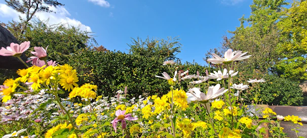 Rows of colorful flowers blooming in a small-town garden, framed by a white picket fence and blue sky.