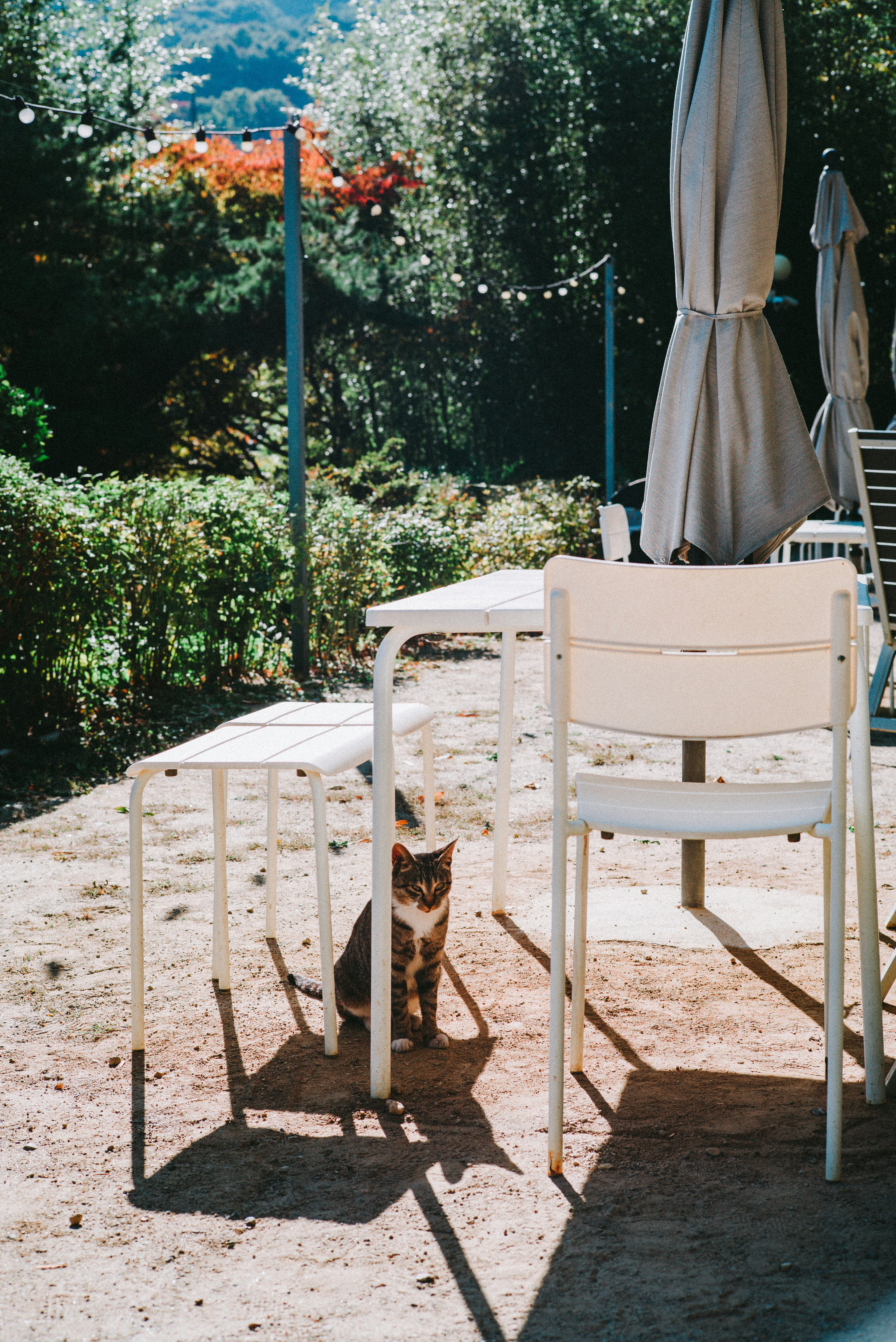 a cat sitting on a chair
