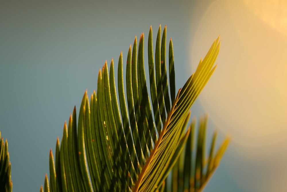 a close up of a plant