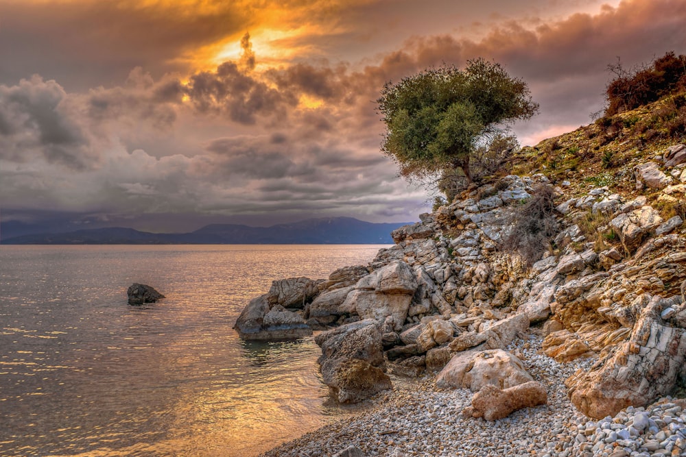 a rocky beach with a tree