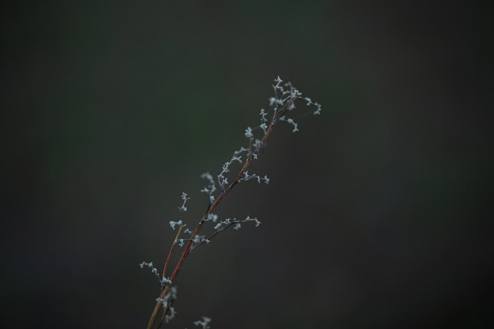 a branch with white flowers