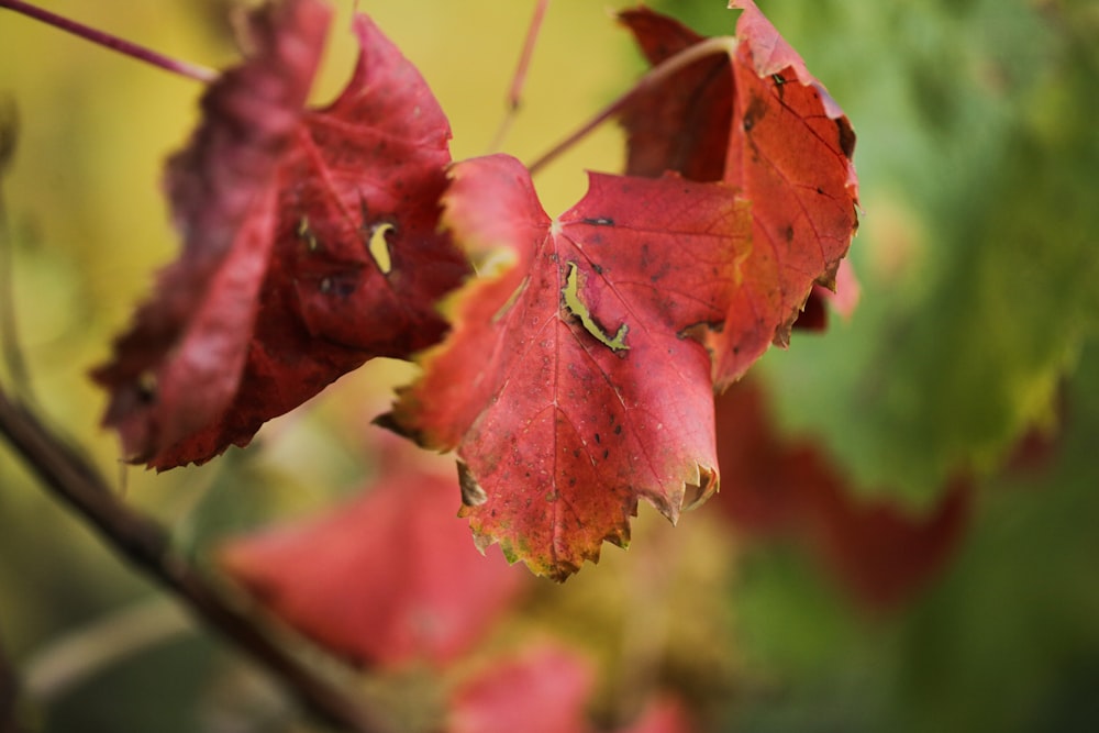 a close up of a red leaf