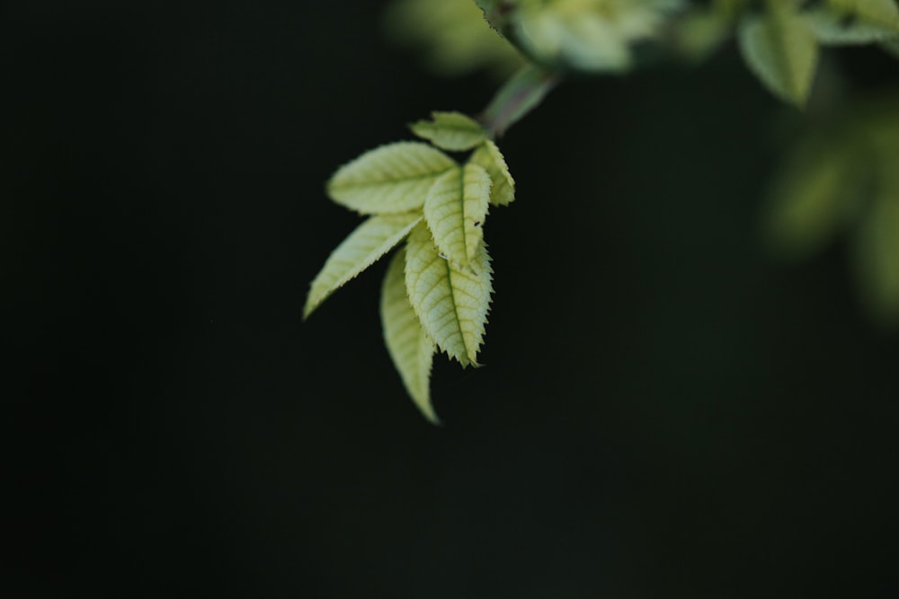 a close up of a plant