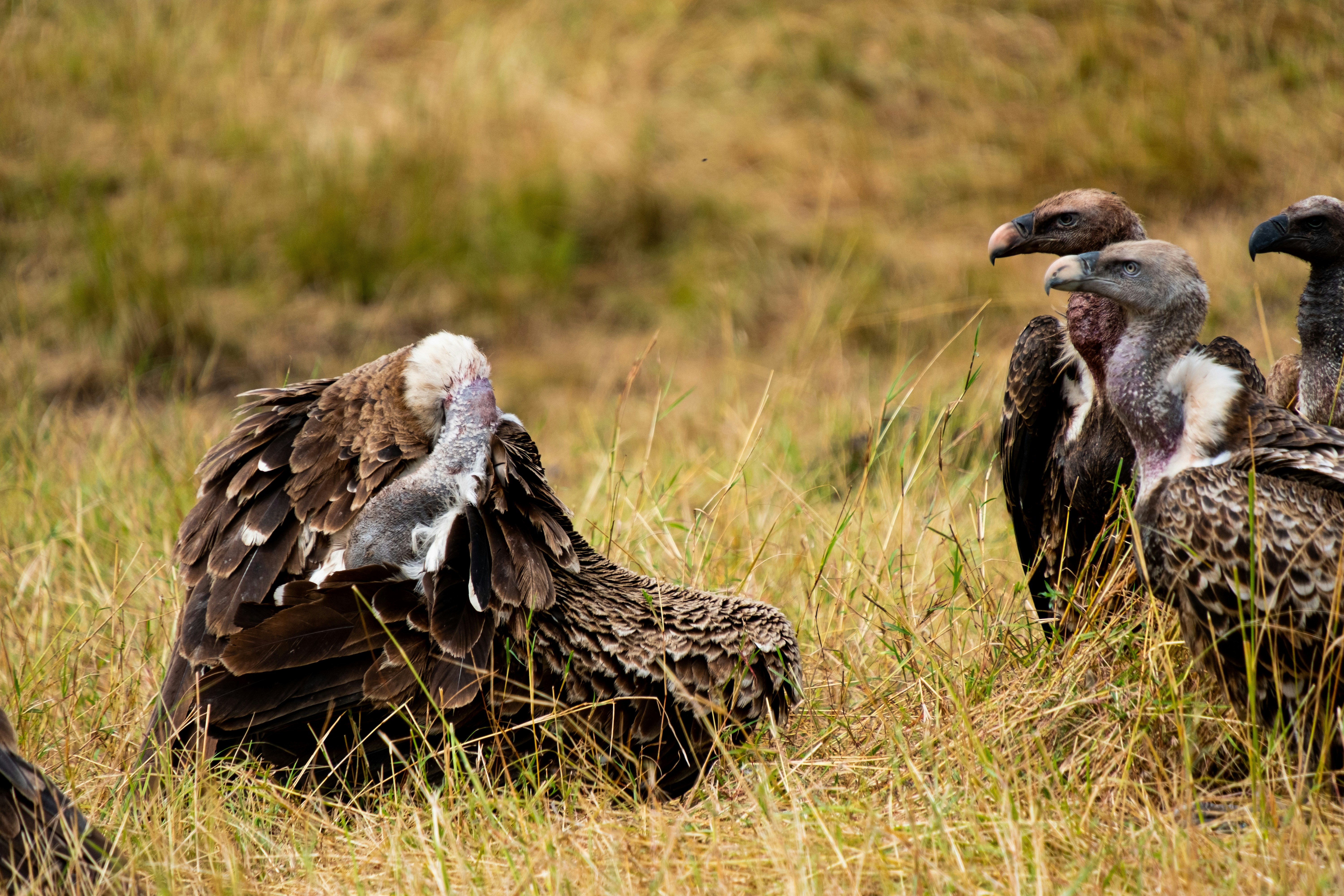 Un gruppo di uccelli in un campo erboso
