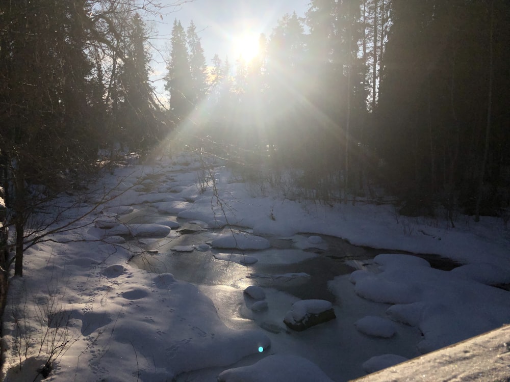 a snowy path with trees on either side of it