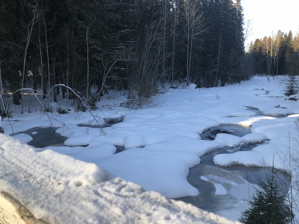 a snowy landscape with trees