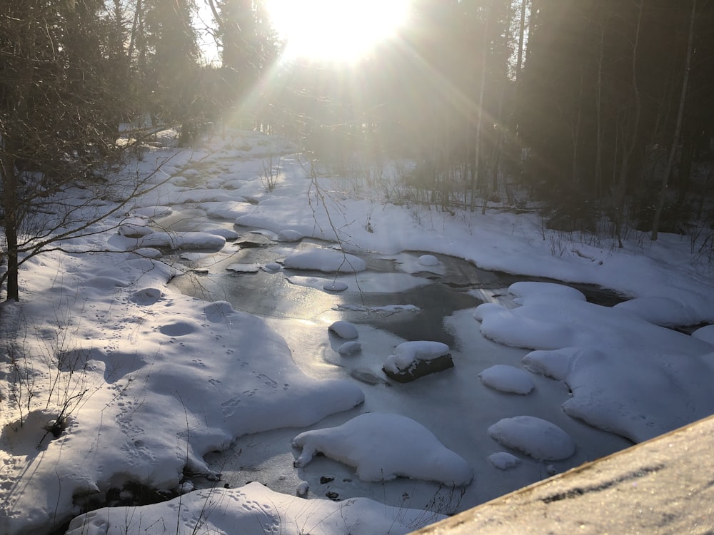 a snowy landscape with trees and a path