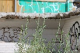 Tall green weeds grow in the foreground against a backdrop of a dilapidated structure with graffiti on white brick walls. The colors are faded with some turquoise and black graffiti visible. The atmosphere is deserted and neglected, indicating an abandoned urban setting.