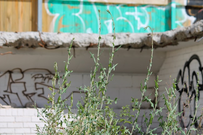 Tall green weeds grow in the foreground against a backdrop of a dilapidated structure with graffiti on white brick walls. The colors are faded with some turquoise and black graffiti visible. The atmosphere is deserted and neglected, indicating an abandoned urban setting.