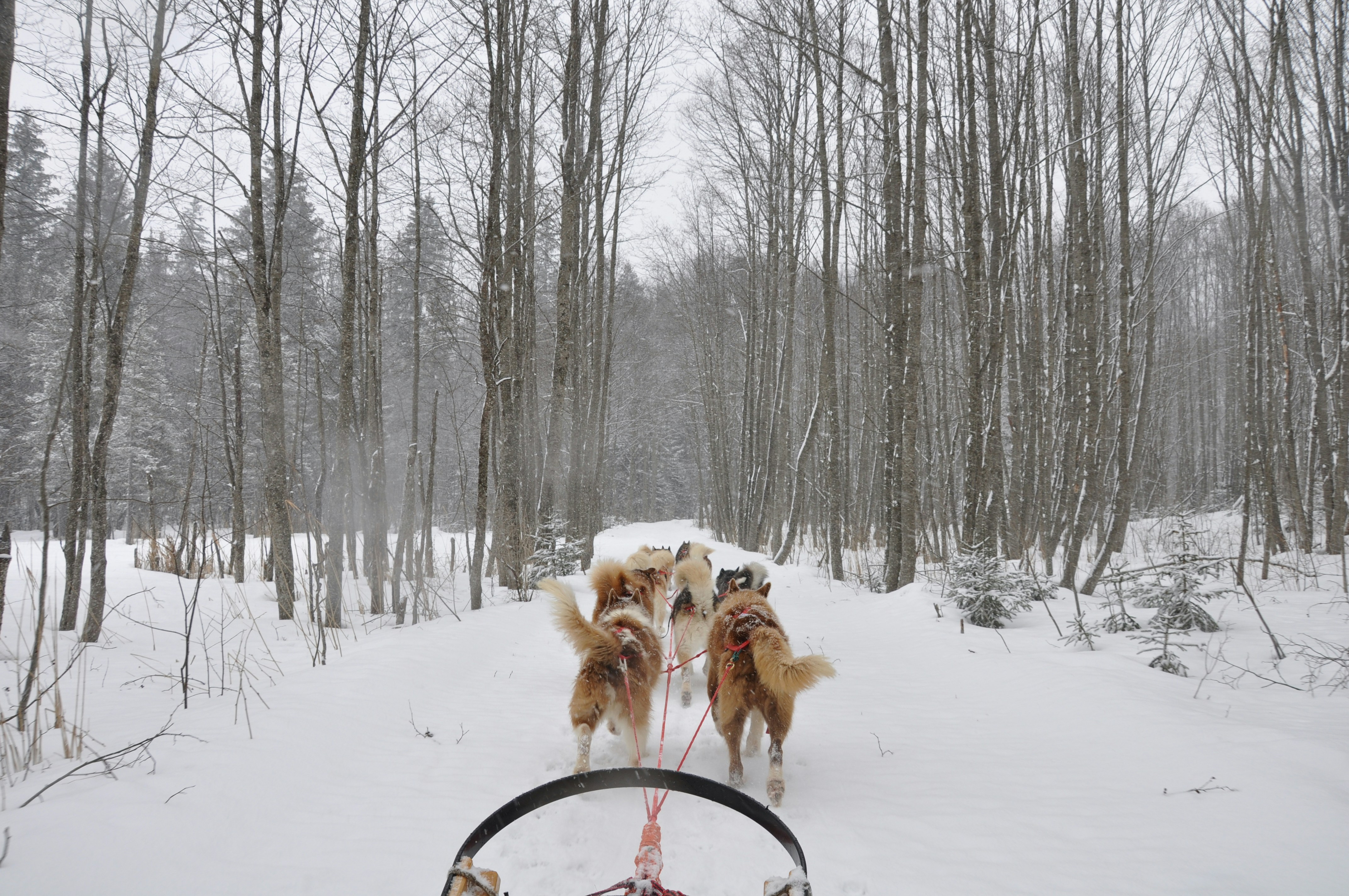 Un groupe de chiens en laisse dans la neige