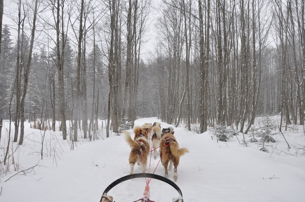 Un grupo de perros con correa en la nieve