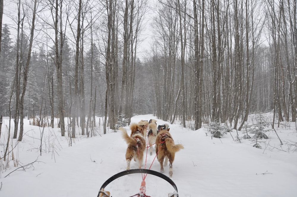 a group of dogs on a leash in the snow