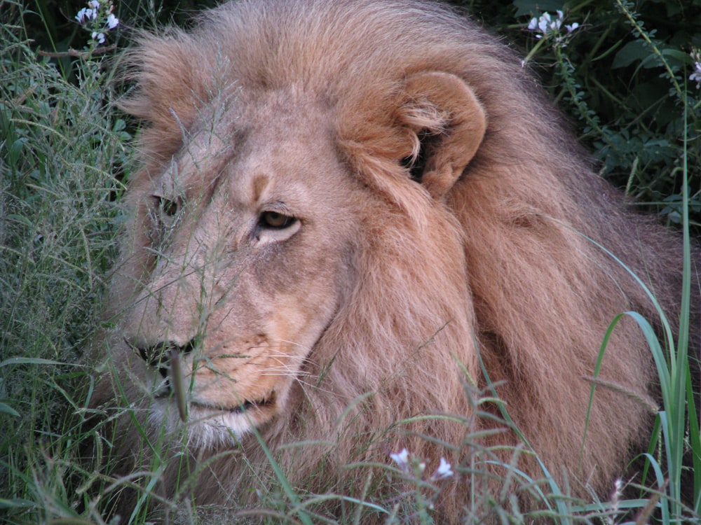 a lion lying in the grass