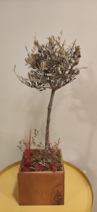 Young Olive Tree