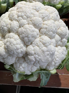 Close-up of vibrant, healthy cauliflower heads growing in a lush green field under bright sunlight.