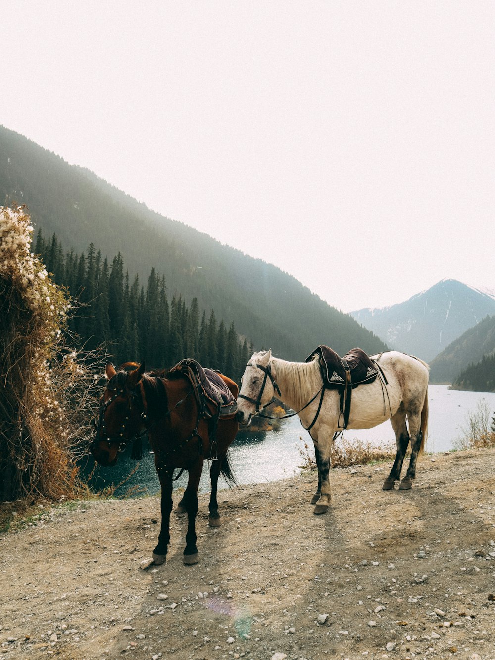 horses with saddles on a dirt road