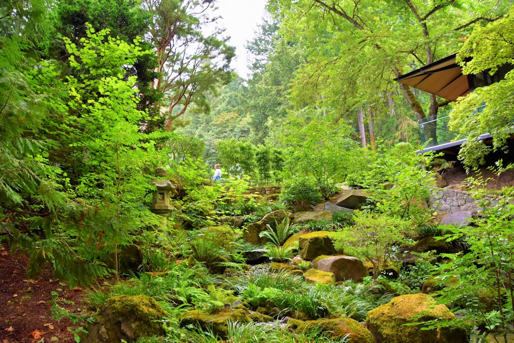 a garden with rocks and plants