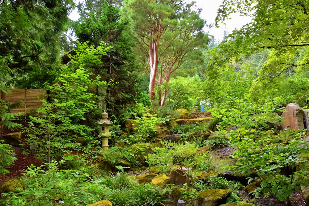 Un jardín con árboles y rocas