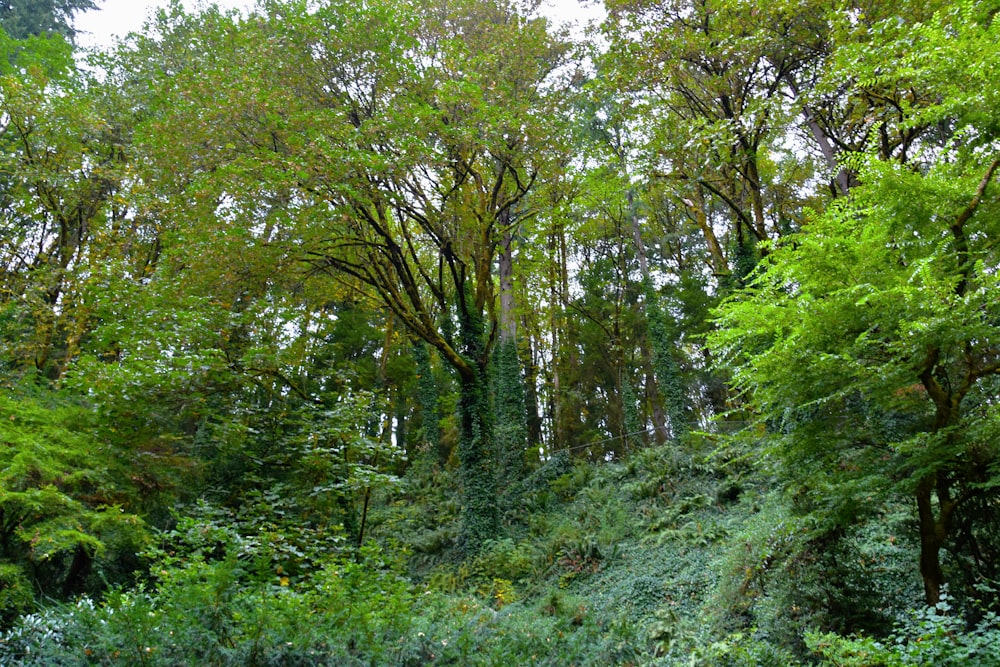 a forest of trees