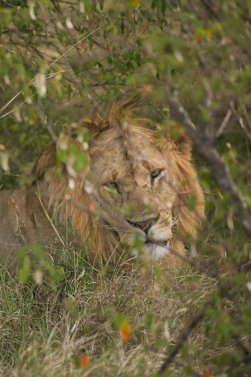 a lion in the grass