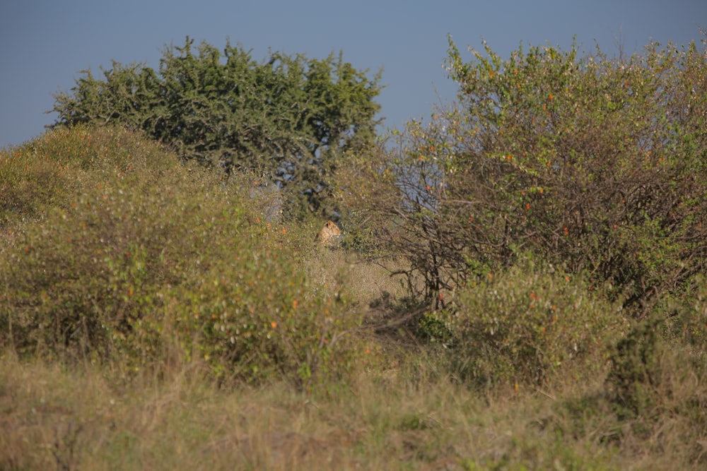 a lion in a field