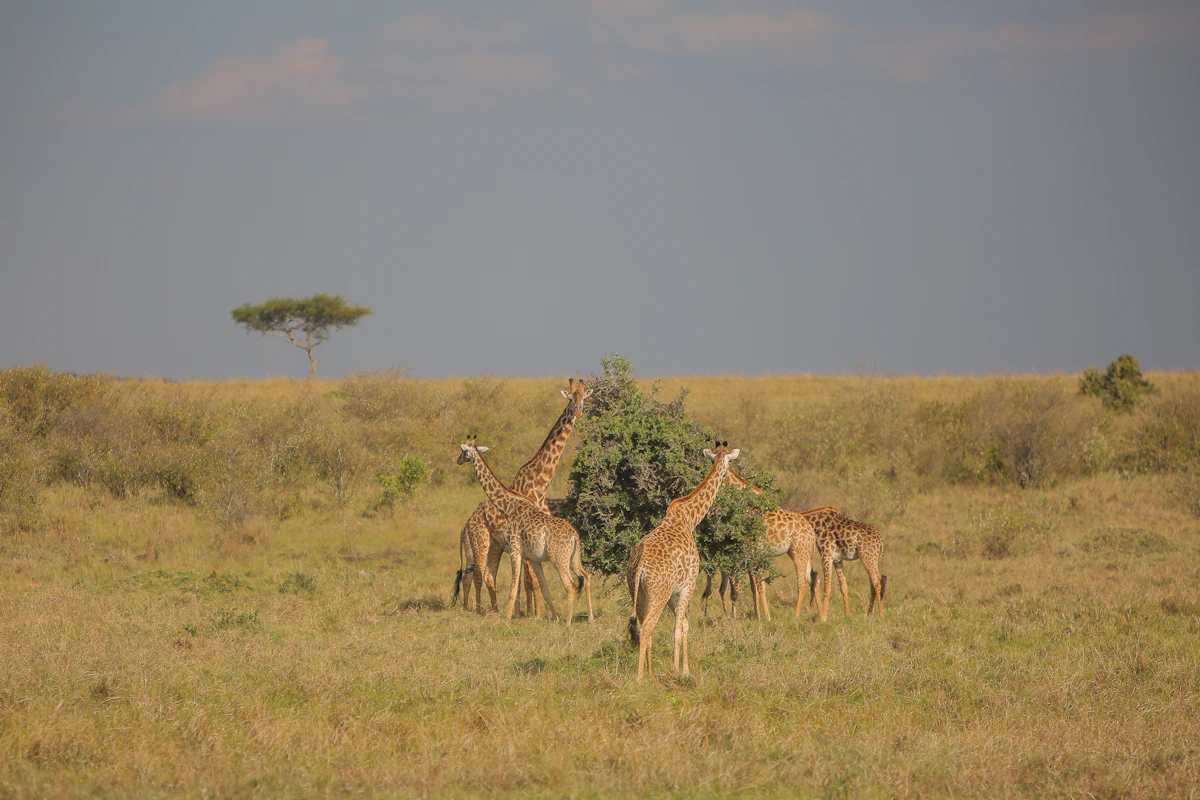 Kenya · Giraffe Country — Kenya travel experience