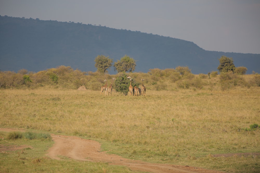 a group of animals walking in a field