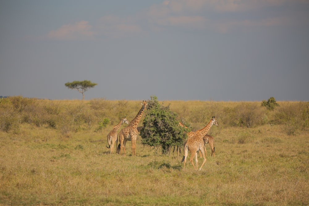 a group of giraffes in a grassland