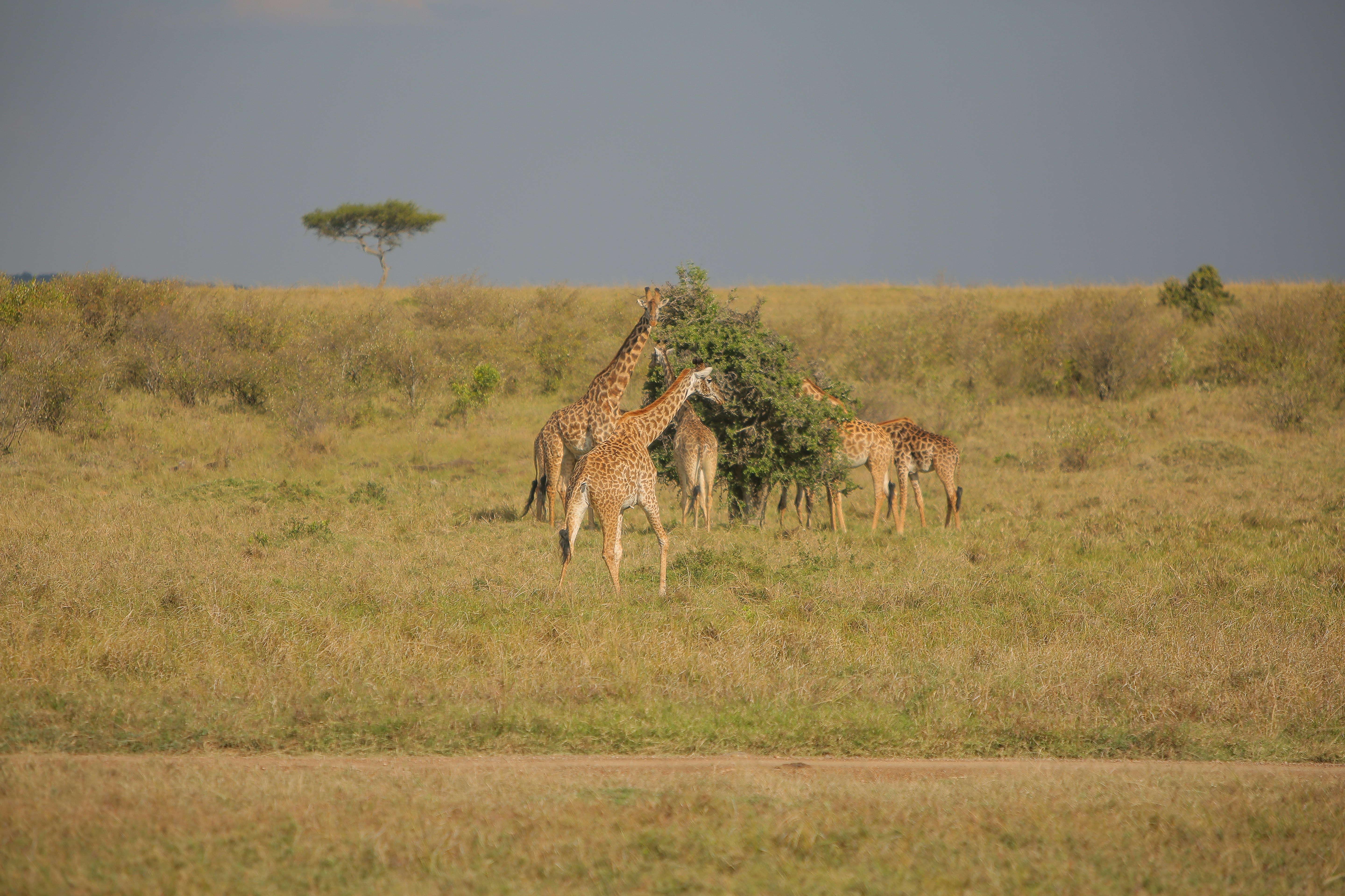 Photo by twilightkenya