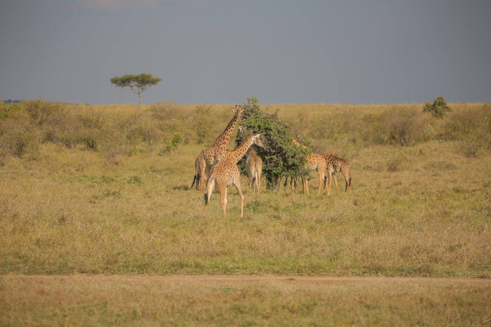 a group of giraffes in a grassland