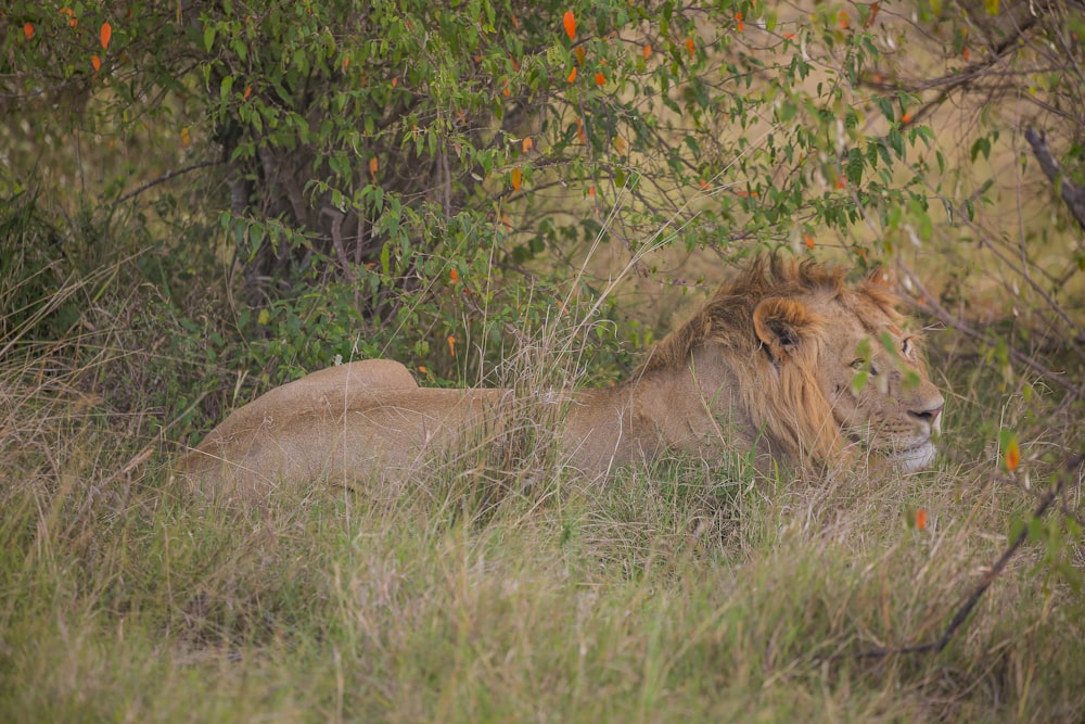 a couple of lions lying in the grass