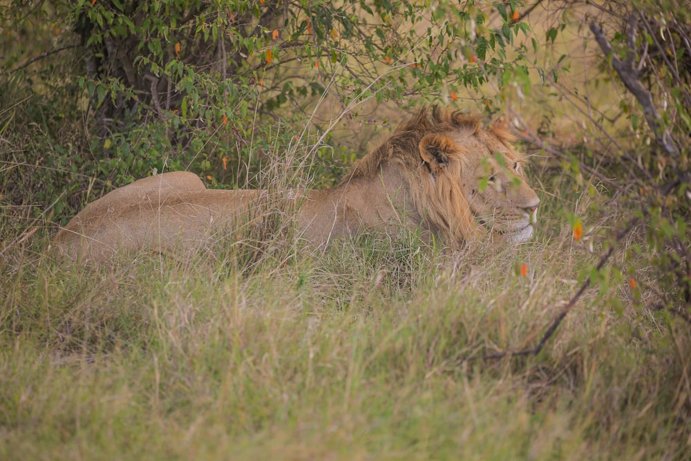 a couple of lions lying in the grass