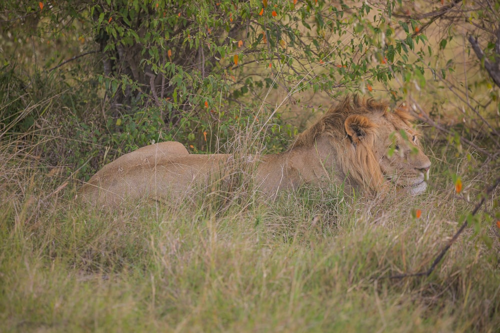 a lion lying in the grass