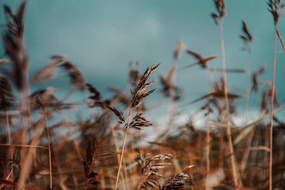 close up of a plant