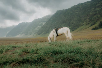 a horse grazing in a field