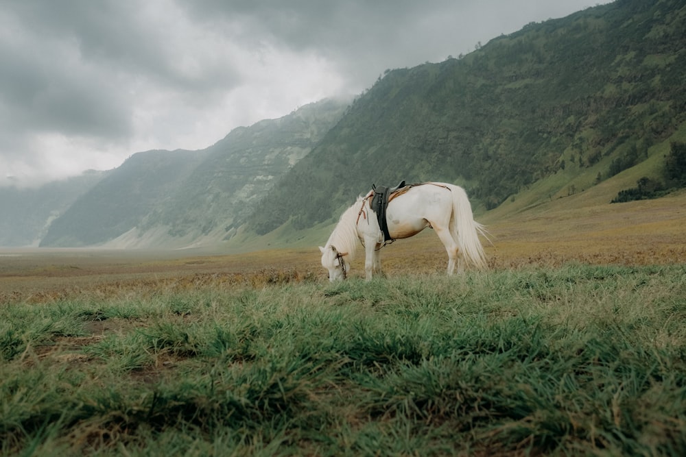 a horse grazing in a field