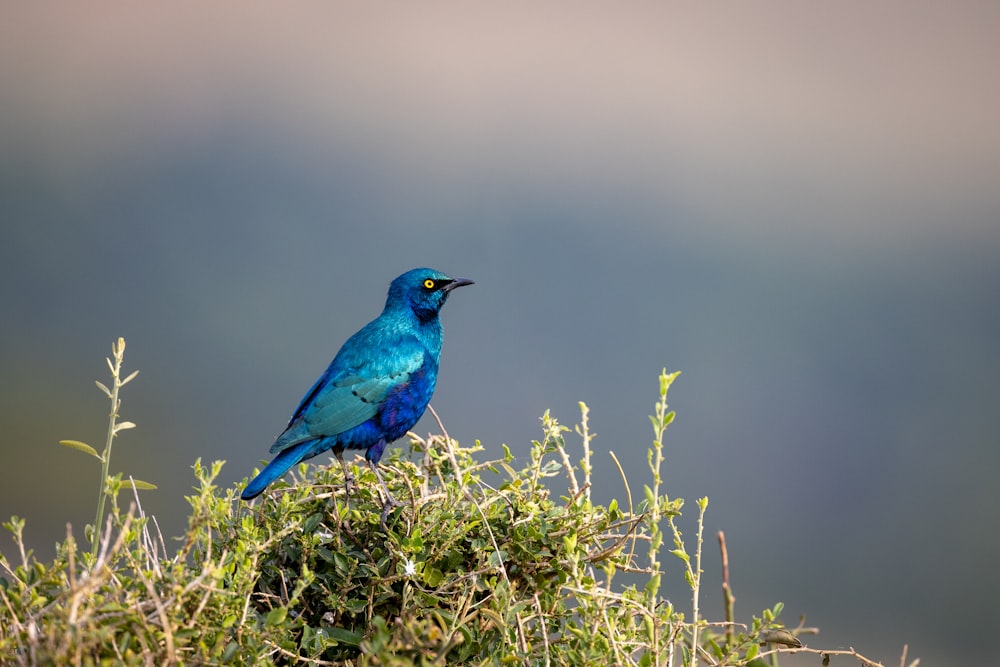 a blue bird sitting on a bush