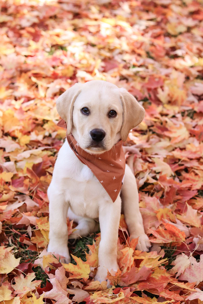 Marias, a yellow female puppy in an orange bandana, sitting in autumn leaves