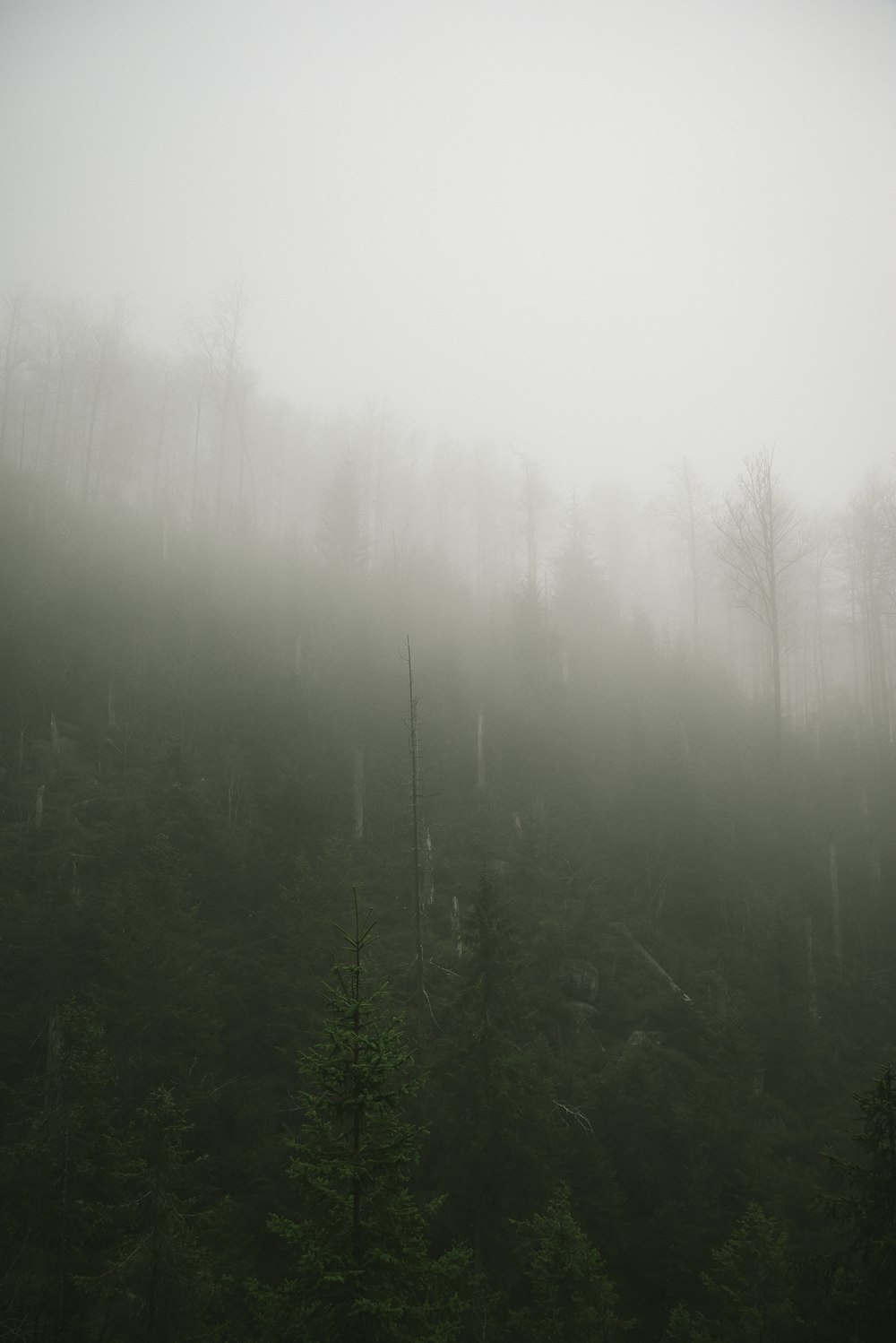 a forest with fog