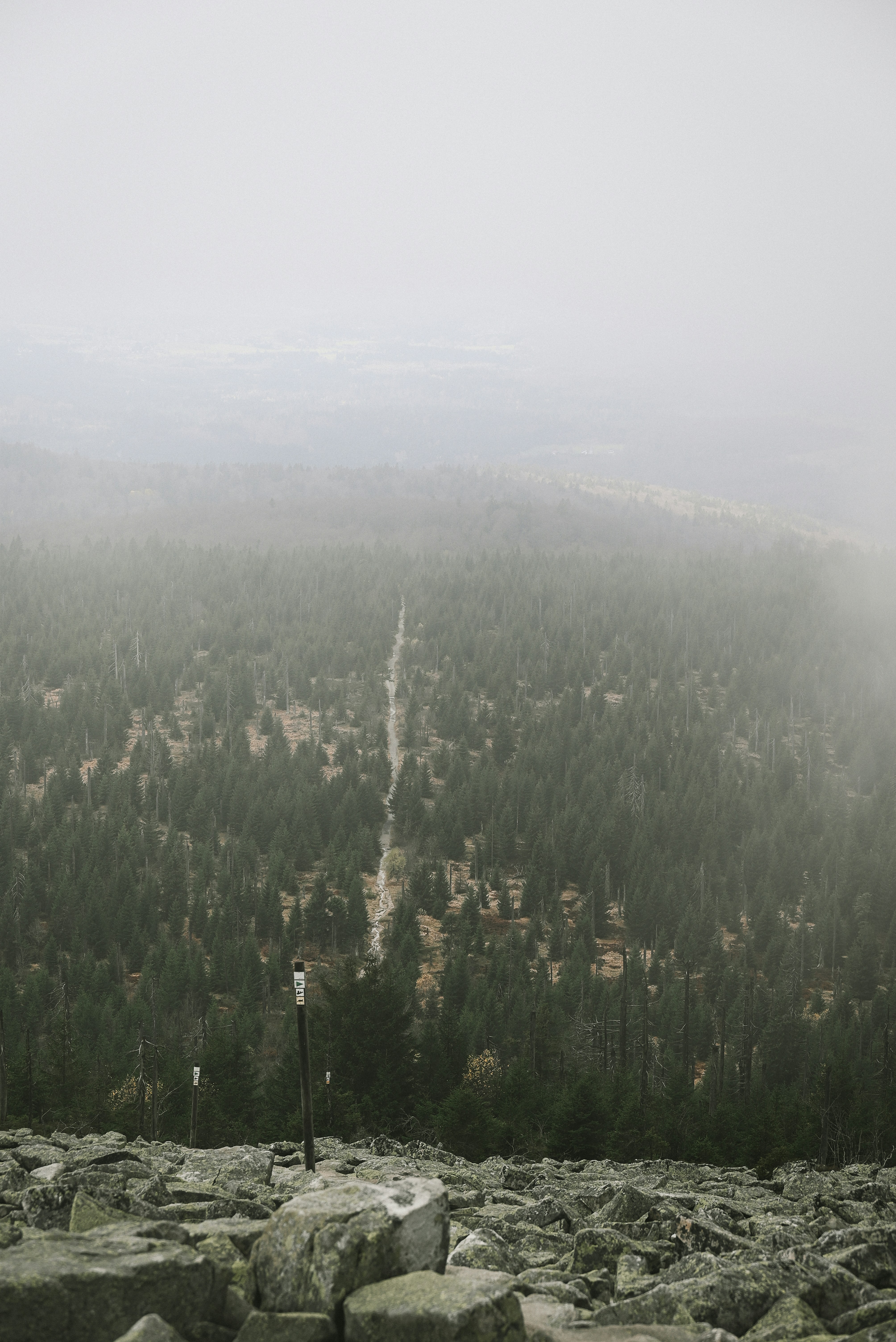 UI dashboard showing automation triggers overlaying a moody forest scene