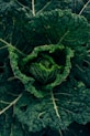 a close-up of some plants
