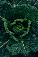 a close-up of some plants